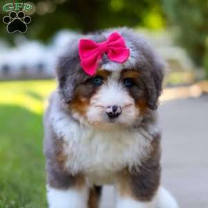 Sunny, Mini Bernedoodle Puppy